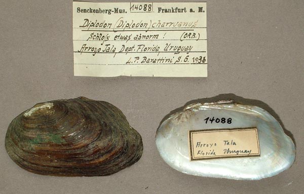 image of lot SMF_14088 image of lot SMF_14088