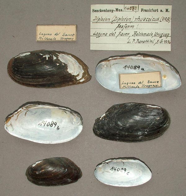 specimen