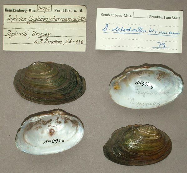specimen