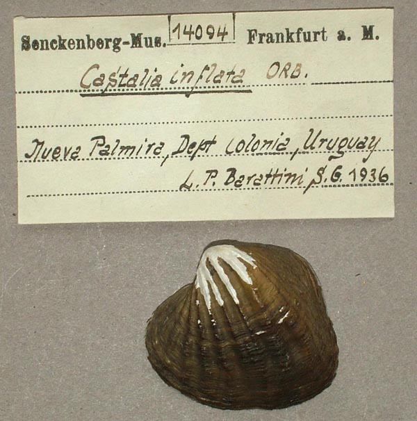 specimen