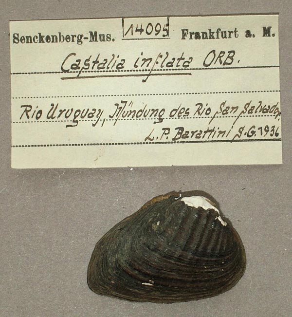 specimen