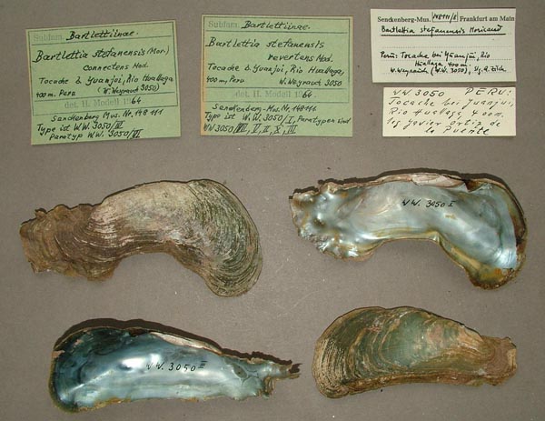 specimen