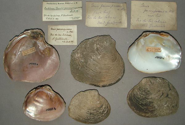specimen