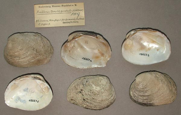 specimen