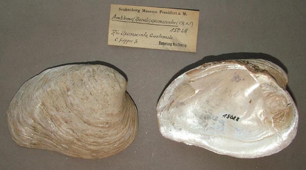 specimen