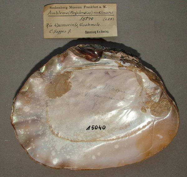 specimen