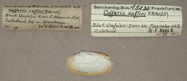 specimen