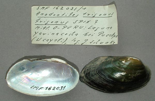 specimen