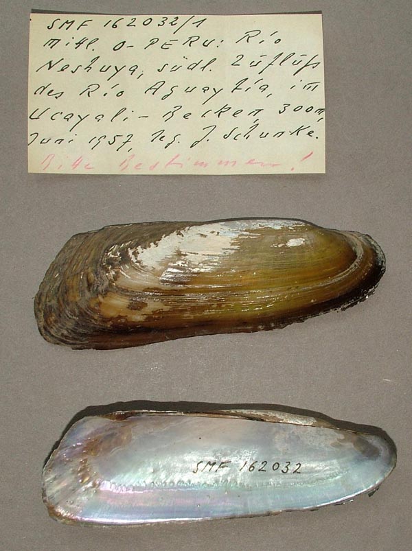 specimen