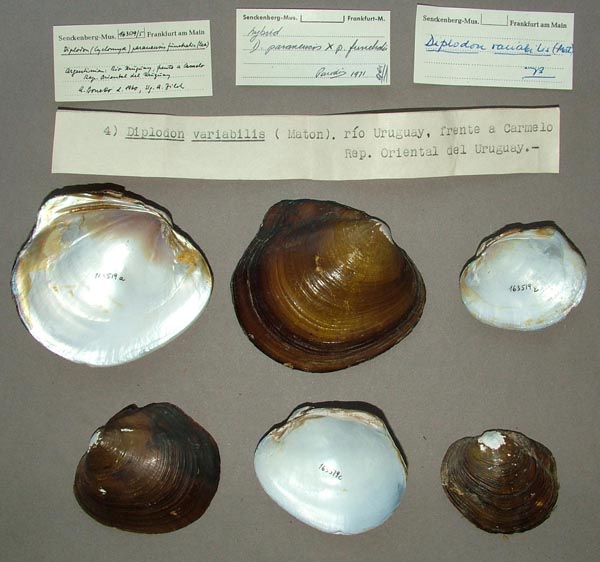 image of lot SMF_163519 image of lot SMF_163519