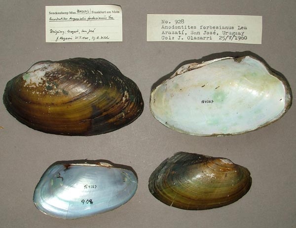 specimen