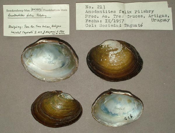 specimen