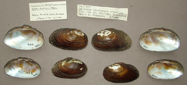 specimen