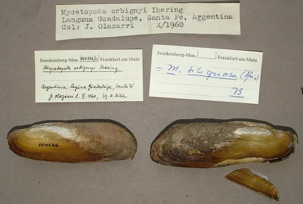 specimen