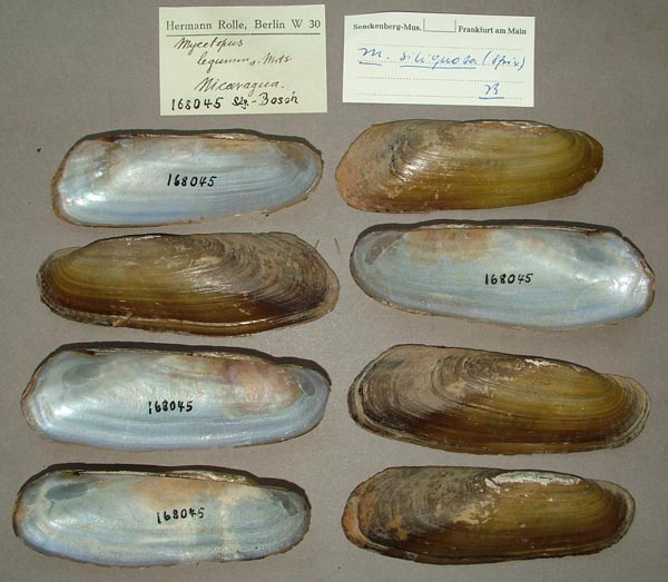 specimen