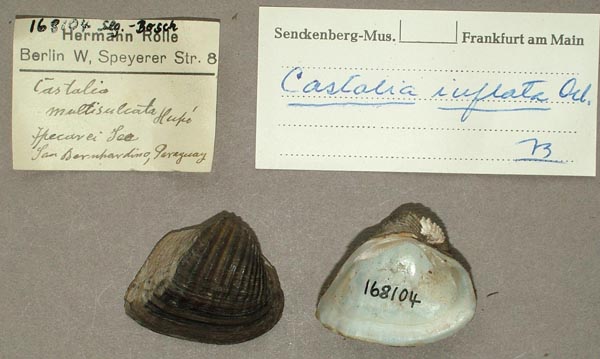 specimen