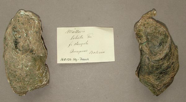 specimen