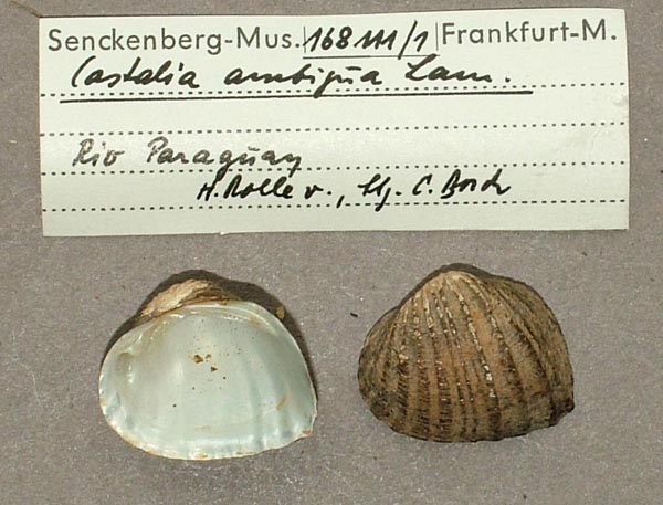 specimen