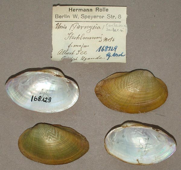 specimen