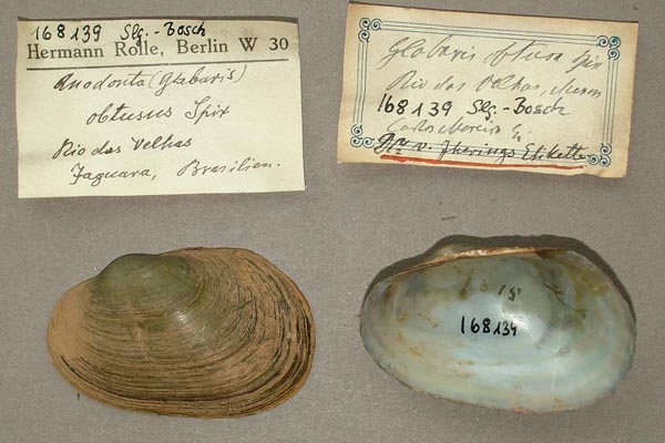 image of lot SMF_168139 image of lot SMF_168139