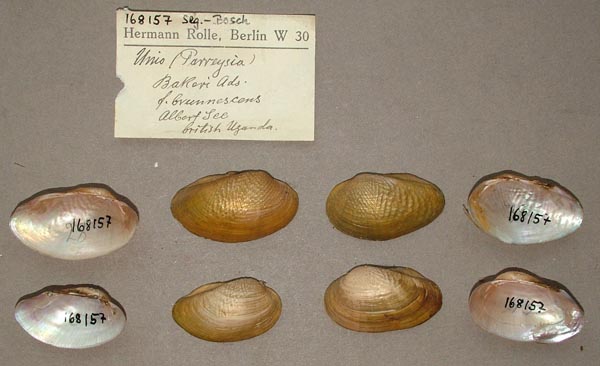 specimen