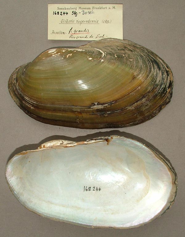 specimen