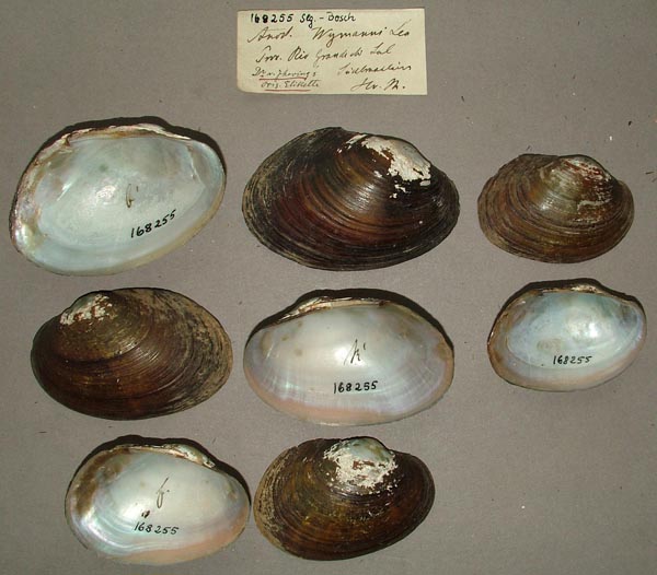 specimen