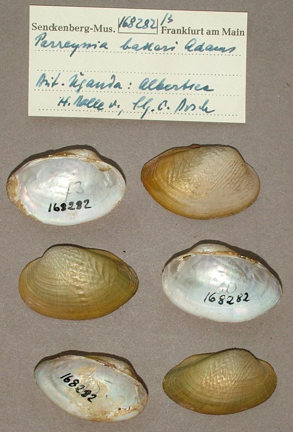 specimen