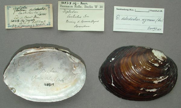 specimen