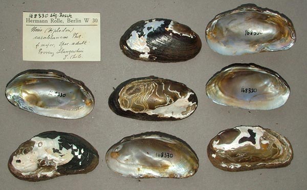 specimen