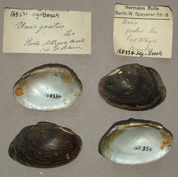 specimen