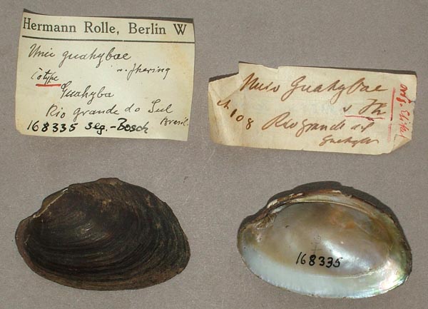 specimen