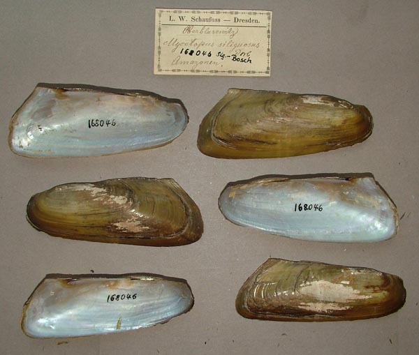 specimen