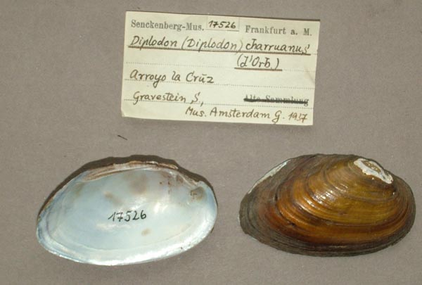 specimen