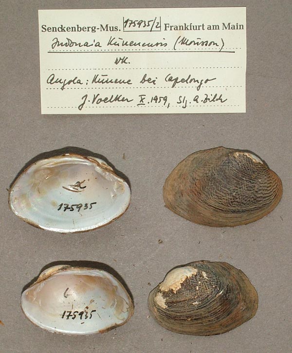 specimen