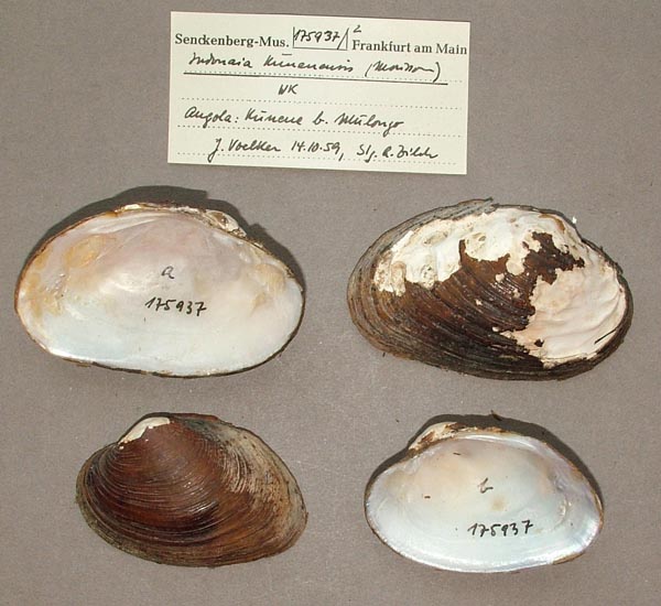 specimen