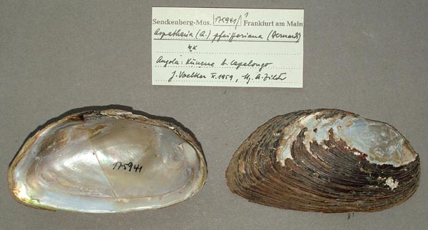 image of lot SMF_175941 image of lot SMF_175941