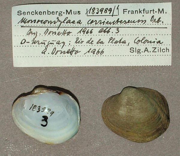 specimen