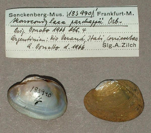 specimen