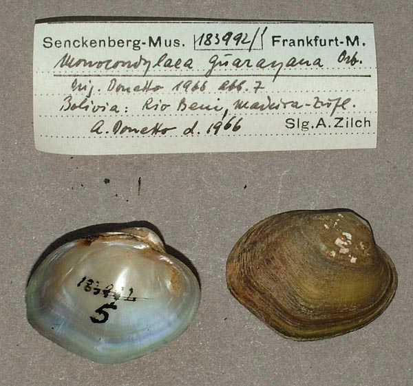 specimen