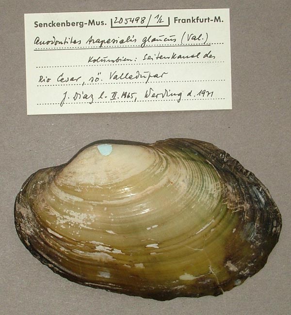 specimen