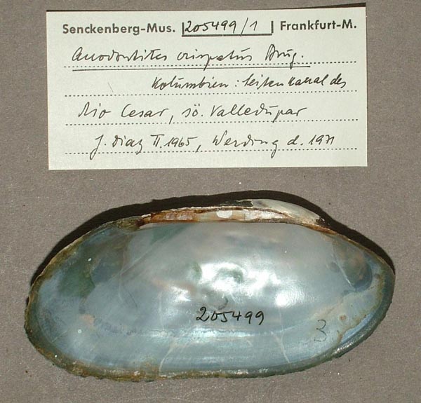 specimen