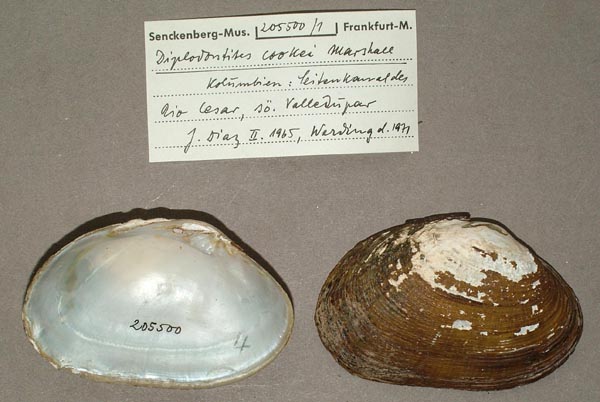 specimen