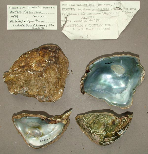 specimen