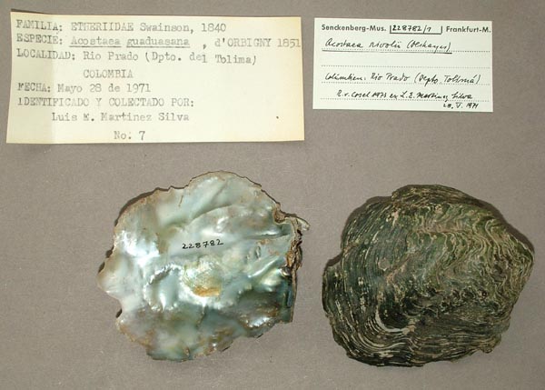 specimen