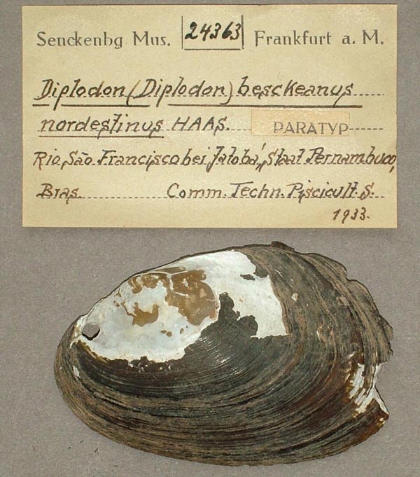 specimen