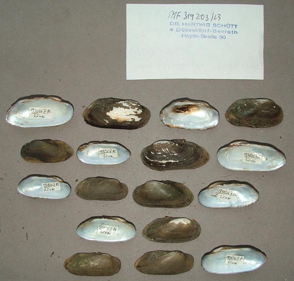 specimen