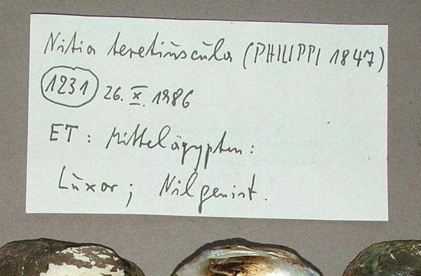 specimen