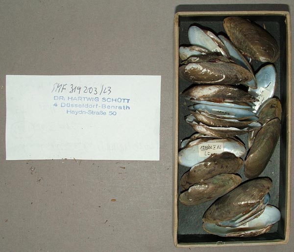 specimen
