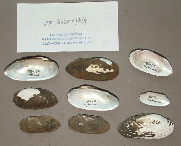 specimen